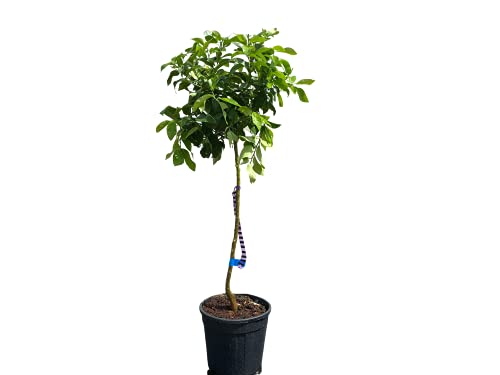 Sunny Tree - Mandarinenbaum - Citrus Reticulata - Citrusbaum - Obstbaum - 150 Zentimeter - Fruchtbildend - 8-jähriger Mandarinenbaum von Sunny Tree
