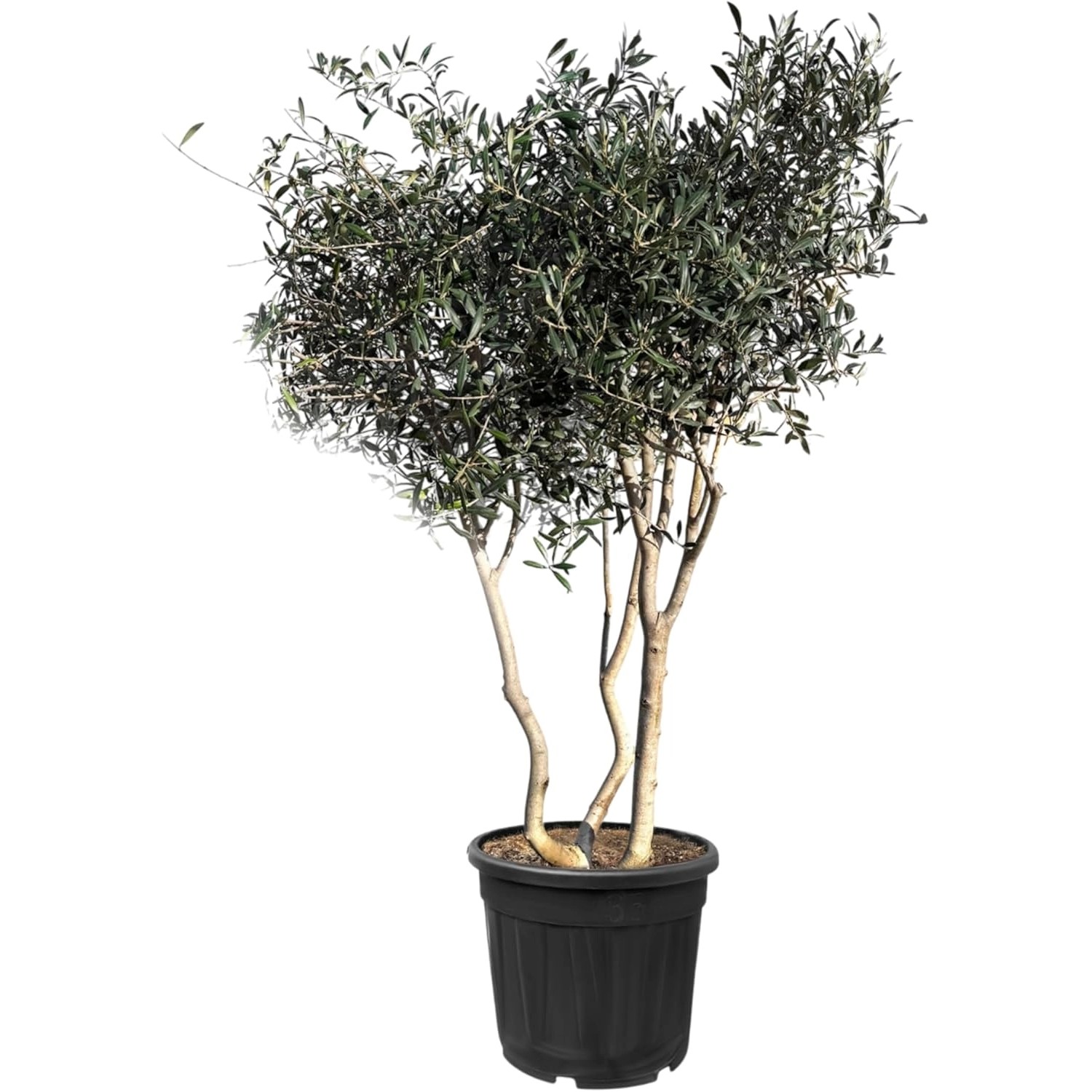 Sunny-Tree Mehrstämmiger Olivenbaum Olea Europaea In Strauchform Busch 180-200 Cm 20 Jahre Alt Winterhart bis -18° Fruchtbildend Sonnige Standorte Sunny-Tree Mehrstämmiger Olivenbaum Olea Europaea In Strauchform Busch 180-200 Cm 20 Jahre Alt Winterhart bis -18° Fruchtbildend Sonnige Standorte von Sunny-Tree