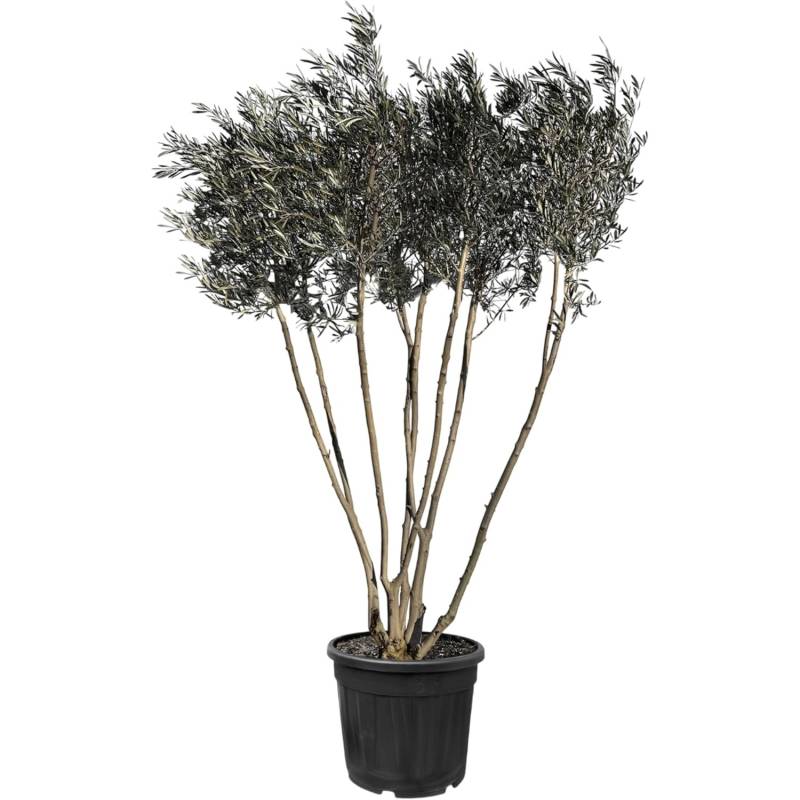 Sunny-Tree  Mehrstämmiger Olivenbaum Olea Europaea In Strauchform Busch 220-240 Cm 30 Jahre Alt Winterhart bis -18° Fruchtbildend Sonnige Standorte von Sunny-Tree