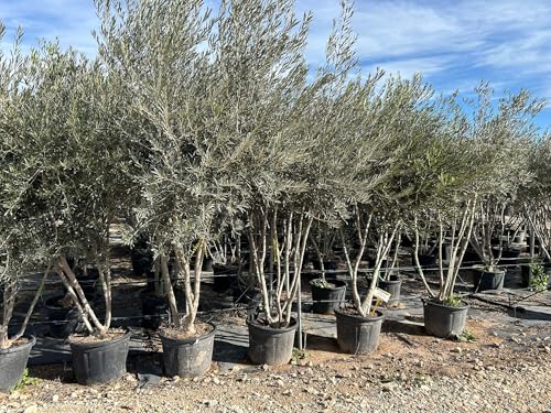 Sunny Tree Mehrstämmiger Olivenbaum Olea europaea 240 cm winterhart mediterran von Sunny Tree