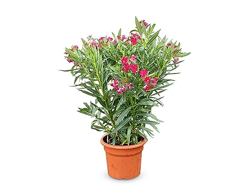 Sunny Tree Oleander - farbe Rot -100 cm - Nerium Oleander von Sunny Tree