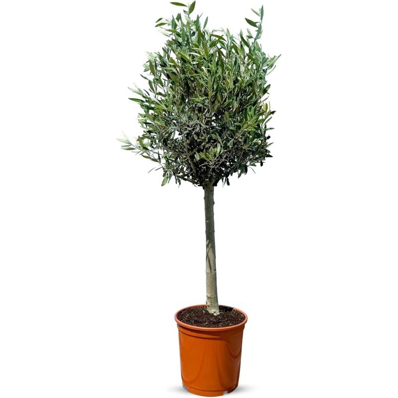 Sunny-Tree  Olivenbaum 10 Jahre Alt 100 Zentimeter Hoch Olea Europea Winterhart Bis -18° Fruchtbildend Obstbaum Sonnige Standorte von Sunny-Tree