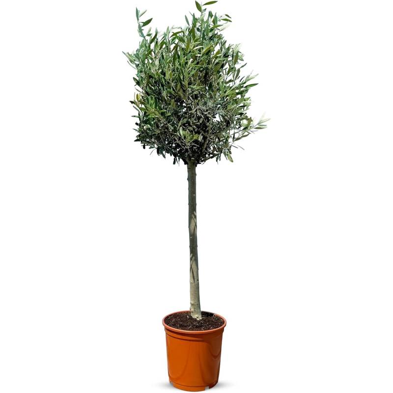 Sunny-Tree  Olivenbaum 8 Jahre alt 130 Zentimeter Hoch Olea Europea Winterhart Bis -18° Fruchtbildend - Obstbaum Sonnige Standorte von Sunny-Tree
