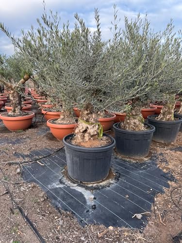 Sunny Tree - Olivenbaum - Olea Europaea - Winterharte Olvenbaum Bonsai 200 cm - 70 Jahre alter Olivenbaum - Fruchttragend Sunny Tree - Olivenbaum - Olea Europaea - Winterharte Olvenbaum Bonsai 200 cm - 70 Jahre alter Olivenbaum - Fruchttragend von Sunny Tree