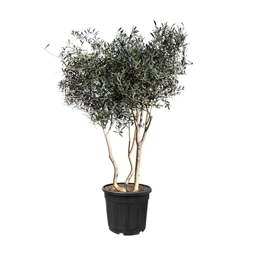 Sunny Tree - Olivenbaum Olea Europaea in Strauchform - Busch - 180-200 Zentimeter hoch - 20 jahre alt-Olea europaea - Winterhart bis -18 - Fruchtbildend - Obstbaum-Sonnige Standorte-Olivenbäume von Sunny Tree