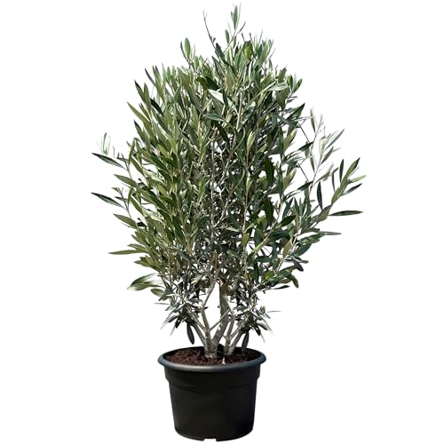 "Sunny Tree - Olivenbaum Olea Europaea in Strauchform - Busch - Immergrüner Olivenbaum - Winterhart -18 - Höhe 140-160 cm inkl. Topf.- A+ ware " von Sunny Tree