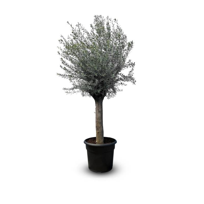 Sunny-Tree  Olivenbaum Olea Europea  Winterharte Olivenbaum 240 cm - 50 Jahre Alter Olivenbaum - Fruchttragend - Immergrün - Winterhart Bis -18 von Sunny-Tree