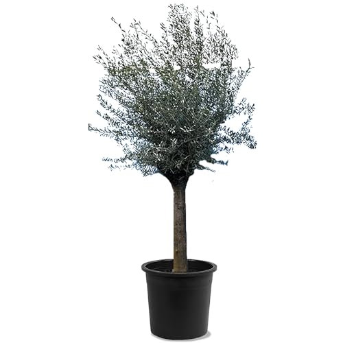 Sunny Tree - Olivenbaum - Olea Europea - Winterharte Olivenbaum 240 cm - 50 Jahre alter Olivenbaum - Fruchttragend - immergrün - Winterhart bis -18 von Sunny Tree