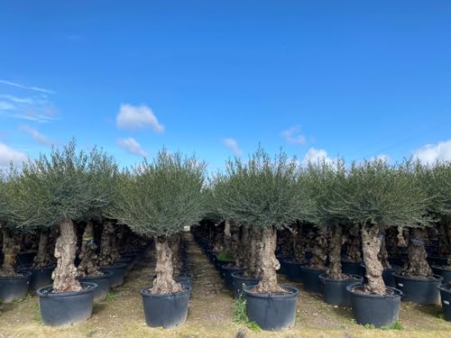 Sunny Tree - Olivenbaum - Olea Europea - Winterharte Olvenbaum Bonsai 250 cm - 60 Jahre alter Olivenbaum - Fruchttragend von Sunny Tree