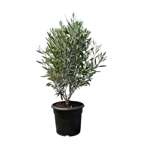 Sunny Tree - Olivenbaum Olea Europea in Strauchform - Immergrüner Olivenbaum - Winterhart -18 - Höhe 80-100 cm inkl. Topf.- A+ ware von Sunny Tree