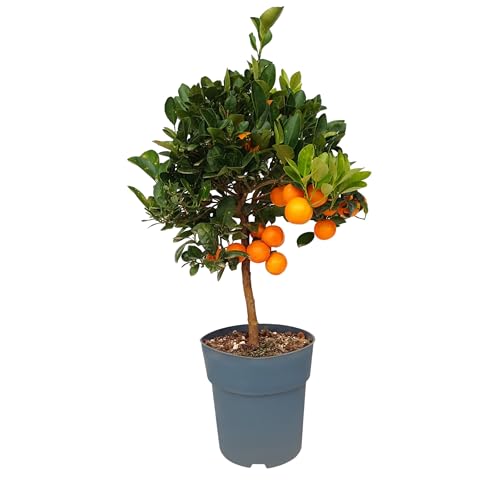 Sunny Tree - Orangenbaum - Citrus Calamondin - 90 Zentimeter - 3-jähriger Orangenbaum - Sonnige Standorte - Fruchtbildend - Obstbaum von Sunny Tree