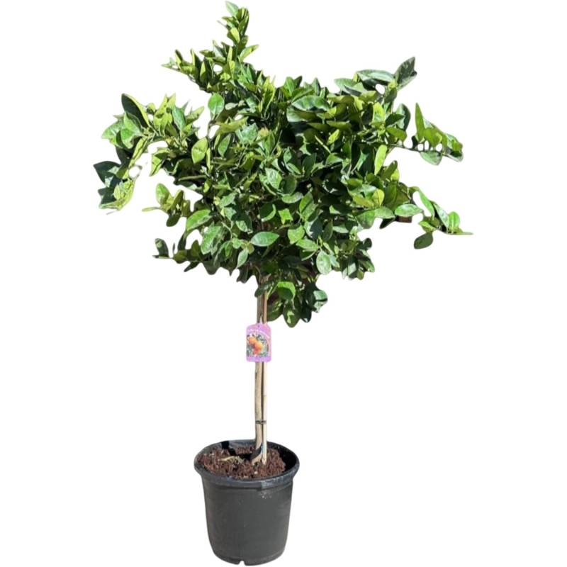 Sunny-Tree Orangenbaum Große 160 Zentimeter Citrus Sinensis Obstbaum Fruchtbildend 8 Jähriger Orangenbaum von Sunny-Tree