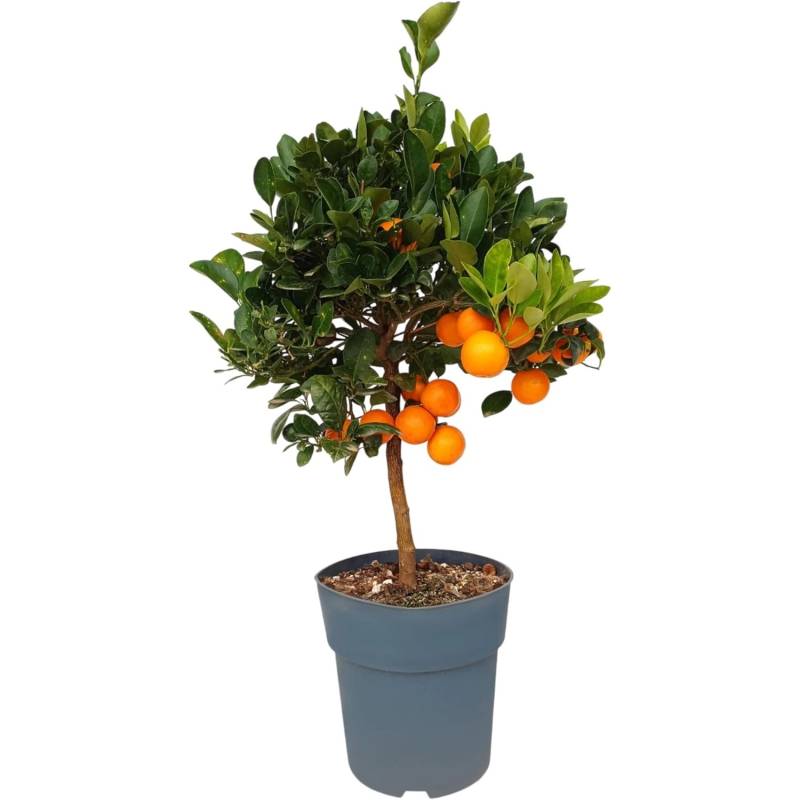 Sunny-Tree Orangenbaum Große 90 Zentimeter Citrus Sinensis Obstbaum Fruchtbildend 3 Jähriger Orangenbaum von Sunny-Tree