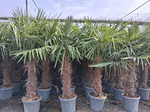 Sunny Tree - Palme - Trachycarpus Fortunei - Chinesische Fächerpalme - Hanfpalme - 240 CM Inklusif Topf - Stammhöhe 100-120 cm - Winterhart bis -18 von Sunny Tree