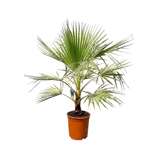 Sunny Tree - Palme - Washingtonia Robusta - 140-160 zentimeter inklusif topf - Mexikanische Fächerpalme von Sunny Tree