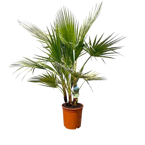 Sunny Tree - Palme - Washingtonia Robusta - Mulit-stamm - 140-160 zentimeter inklusif topf - Mexikanische Fächerpalme von Sunny Tree