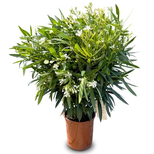 Sunny Tree - Pflanze - Oleander - Nerium Oleander - Farbe Weiß - Höhe 100-120 cm - Pflanze für draußen - Immergrün im Winter - Mediterrane Pflanze Sunny Tree - Pflanze - Oleander - Nerium Oleander - Farbe Weiß - Höhe 100-120 cm - Pflanze für draußen - Immergrün im Winter - Mediterrane Pflanze von Sunny Tree