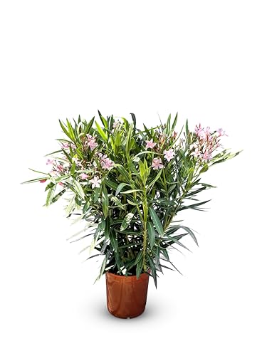 Sunny Tree Oleander - farbe Rosa - 80/100 cm - Nerium Oleander Pflanze für draußen - Immergrün im Winter - Mediterrane Pflanze von Sunny Tree