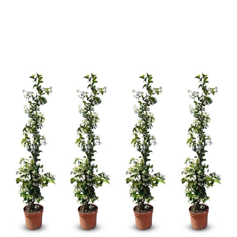 Sunny-Tree Toskanischer Jasmin 4 Stück Kletterpflanze und Außenpflanze  Widerstandsfähig bis -18 Höhe 120 cm Trachelospermum Jasminoides von Sunny-Tree