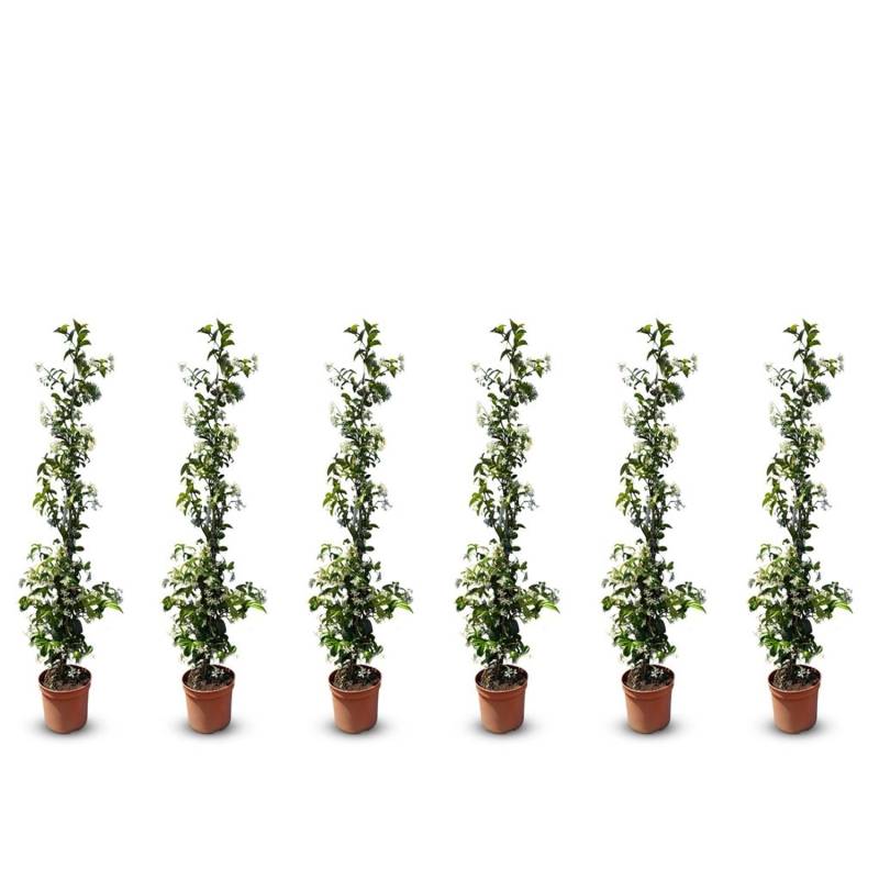 Sunny-Tree Toskanischer Jasmin 6 Stück Kletterpflanze und Außenpflanze  Widerstandsfähig bis -18 Höhe 120 cm Trachelospermum Jasminoides von Sunny-Tree