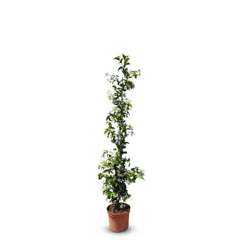 Sunny-Tree Toskanischer Jasmin Kletterpflanze und Außenpflanze Widerstandsfähig bis -18 Höhe 120 cm Trachelospermum Jasminoides Sunny-Tree Toskanischer Jasmin Kletterpflanze und Außenpflanze Widerstandsfähig bis -18 Höhe 120 cm Trachelospermum Jasminoides von Sunny-Tree