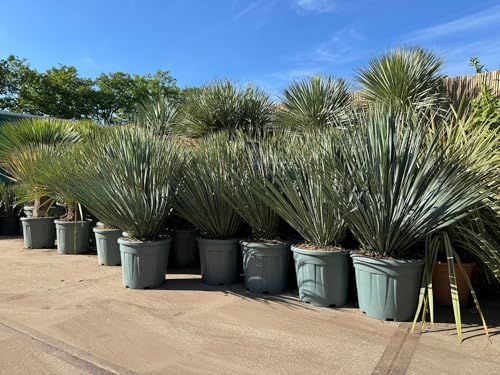 Sunny Tree - Yucca Rostrata Blue Blue - Palmlellie - 100 cm - Winterharte Pflanze bis -20°C - Ideal für Garten & Terrasse von Sunny Tree