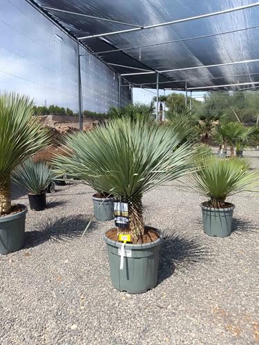 Sunny Tree - Yucca Rostrata - Palme - Stammhöhe 30/40 cm - 140 cm - Winterhart- Palmlilie von Sunny Tree