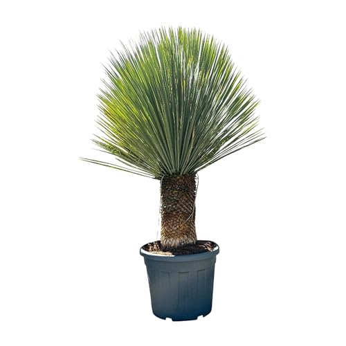 Sunny Tree - Yucca Rostrata - Palme - Stammhöhe 40/50 cm - 160 cm - Winterhart- Palmlilie von Sunny Tree