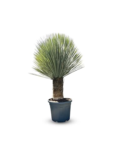Sunny Tree - Yucca Rostrata - Palme - Stammhöhe 50/60 cm - 180 cm - Winterhart- Palmlilie von Sunny Tree