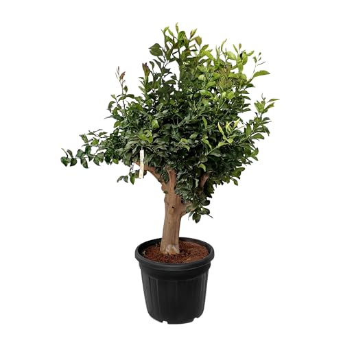 Sunny Tree Zitronenbaum XXXL 200 cm - Perfekt für Gärten & Terrassen - Hochwertige A-Ware - Fruchttragend - 20 Jahre alt von Sunny Tree
