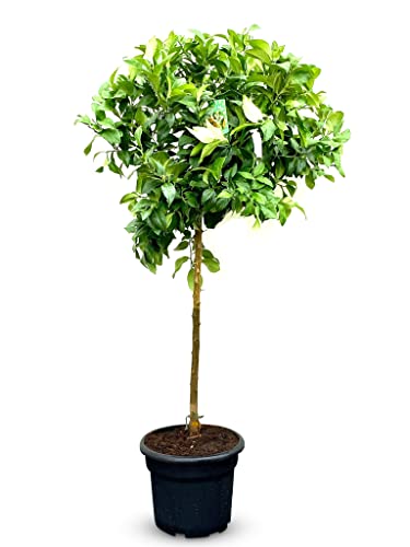 Sunny Tree - Zitronenbaum große 150 Zentimeter - Citrus Limon - Obstbaum - Sonnige Standorte - Fruchtbildend - A+ ware von Sunny Tree