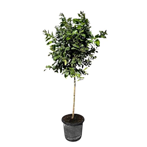 Sunny Tree - Zitronenbaum große 160 Zentimeter - Citrus Limon - 8 Jahre alt - Obstbaum - Sonnige Standorte - Fruchtbildend - A+ Ware von Sunny Tree