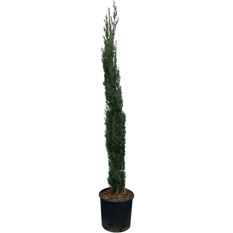 Sunny-Tree  Zypresse Sempervirens Totem Italienische Winterharte Zypresse 140 cm Immergrün Winterhart bis -18° von Sunny-Tree