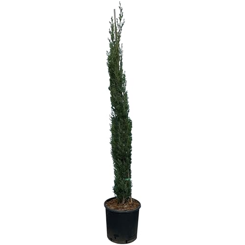 Sunny Tree - Zypresse Sempervirens Totem - Italienische winterharte Zypresse - 160 cm - immergrün - winterhart bis -18 von Sunny Tree