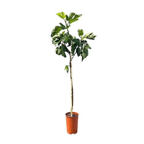 Sunny Tree - Feigenbaum - Ficus Carcia - 160 Zentimer - Obstbaum - Pflanze - Süße essbare Feigen - 8 jahre alt von Sunny Tree