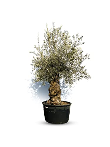 Sunnytree OLEA EUROPEA - WINTERHARTE OLIVENBAUM BONSAI 250 CM - STAMMUMFANG 100 JAHRE ALT von Sunny Tree
