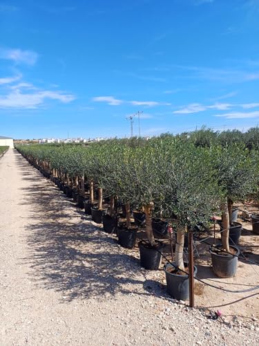 Sunnytree Olivenbaum Olive '25 Jahre' 160 cm, A+ Qualität, winterhart, Olea Lechin Winterhart -18 von Sunny Tree