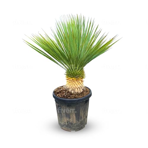 Sunnytree - Yucca Rostrata - Palme - Stammhöhe 20-30 zentimeter - Winterhart bis -18 - Palmlilie von Sunny Tree