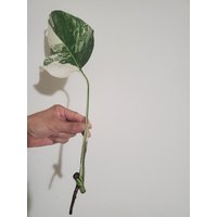 Us Verkäufer | Monstera Albo Borsigiana High Variegated/Seltene Pflanze von SunnyShineUSA