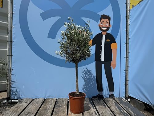 Sunny Tree - Hochstämmiger Olivenbaum 100 Zentimeter hoch - Olea Europea - Immergrüner Olivenbaum - Winterhart bis -18 - A+ ware von Sunny Tree