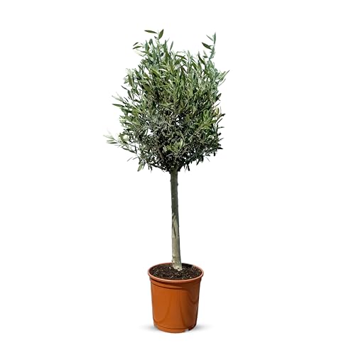 Mediterraner Olivenbaum Olea Europea - Frostfester Lechín bis -18°C - 100 cm Höhe, dichte Blattkrone von Sunny Tree