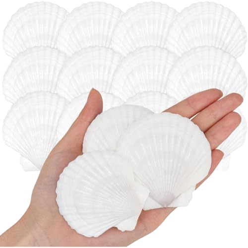 Suoumwa Naturalplop -Muscheln Von Seaside für DIY Bastelmalerei Hochzeitshäuser Dekoration 2" - 3" von Suoumwa