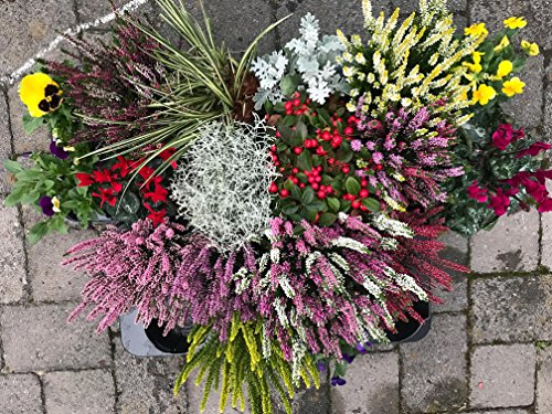 Herbst Blumen Super Set Set Nr.12 Calluna vulgaris Trios Milka & Wildbeery, Knospenheide, Viola, Scheinbeere, Silberblatt, Stacheldraht. von Surdefens