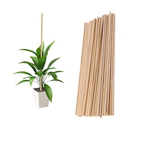 Plant Support Sticks, 50 Stück 40 cm Wiederverwendbare Bambuspflanzen Support Flower Stick Gartengeräte für Gartenstöcke (40CM) von Suxgumoe