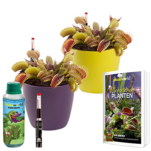 vdvelde.com - Swampworld Fleischfressende Pflanzen Starter Kit - 2 Venusfliegenfalle - Inkl. Wassermesser, 250ml Raindrops, Übertopf und Buch - Topf-Ø 9 cm, Pflanzenhöhe: 10-20 cm von Swampworld