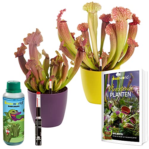 vdvelde.com - Swampworld Fleischfressende Pflanzen Starter Kit - 2e Set Sarracenia - Inkl. Wassermesser, 250ml Raindrops, Übertopf und Buch - Topf-Ø 9 cm, Pflanzenhöhe: 15-20 cm von Swampworld