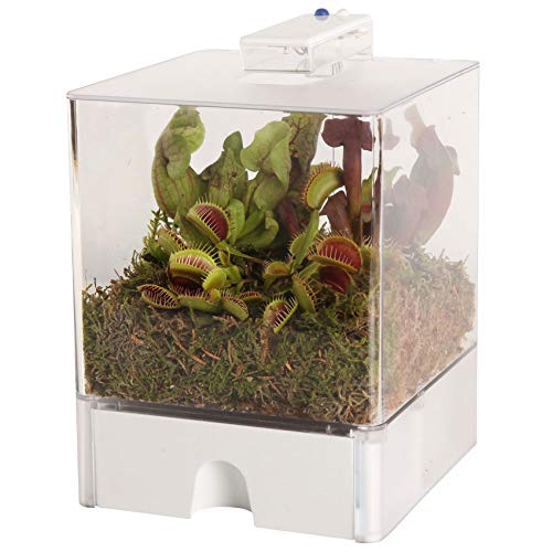 vdvelde.com - Swampworld Terrarium - 2-farbige Licht und 3 Fleischfressende Pflanzen + Wasserstandsanzeiger - Inkl. Natur Moos, Erde, Raindrops und Buch - Licht: Blau und Weiß - Terrarium: 15x15x23 cm von Swampworld