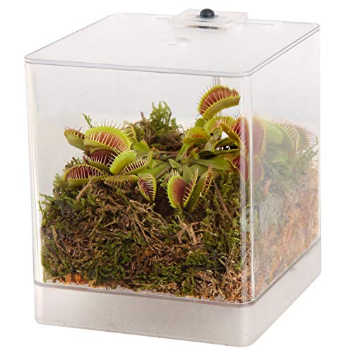 vdvelde.com - Fleischfressende Pflanze Mini Terrarium - 1 Fleischfressende Pflanze - 12x12x15 cm - Mit Licht von Swampworld