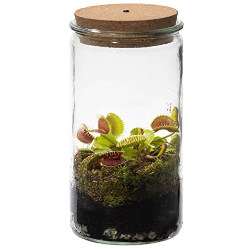 vdvelde.com - Swampworld Venusfliegenfalle Weck Glas - Flaschengarten mit Licht - Fleischfressende Pflanze Terrarium + Fleischfressende Pflanzen Buch - Glas: Ø 10,5 cm, Höhe 21 cm von Swampworld