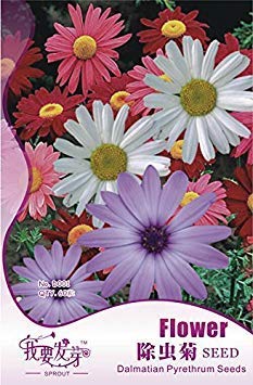 1 Originalverpackung, 60 Samen/Packung, Frische Mischung Pyrethrum Robinsons Bunte Blumen Tanacetum Coccineum # NF134 von SwansGreen